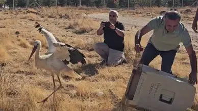Ölen Eşini Terk Etmeyen Leylek Tedavi Sonrası Doğaya Döndü