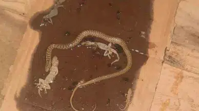 Sivrihisar’da fare tuzağından çıkan ilginç manzara