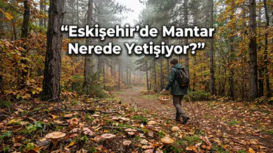 Eskişehir’de Mantar Nerede Yetişiyor? Ormana Gidecekler Dikkat