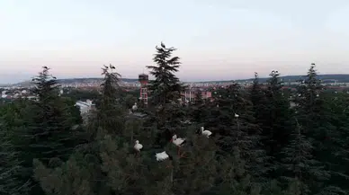 Eskişehir’de göç yolundaki leylekler havadan görüntülendi
