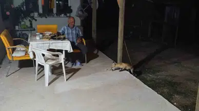 Eskişehir’de aç tilki evin bahçesine indi