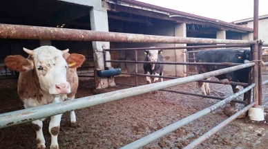 Domaniç’te Şap Hastalığı Karantinası Kaldırıldı