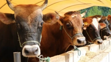 Besilik Hayvan İthalatı Başvuruları Ertelendi: Yeni Tarih Açıklandı