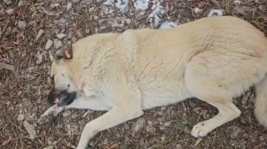 Eskişehir’de Sokak Köpekleri Nedeniyle Belediye Personeli İle Hayvansever Arasında Tartışma