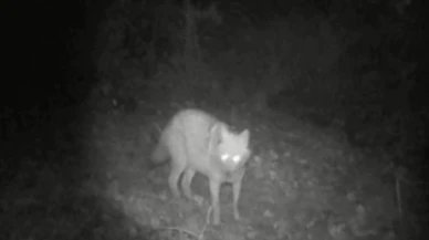 Fotokapan Bu Kez Kurt ve Çakalı Birlikte Yakaladı