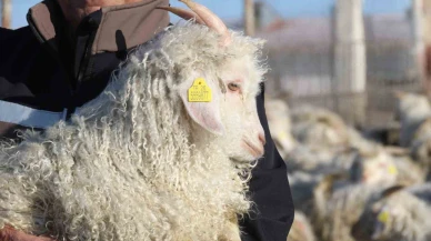 Yok Olma Tehlikesindeki Ankara Keçisi Eskişehir’de Koruma Altında