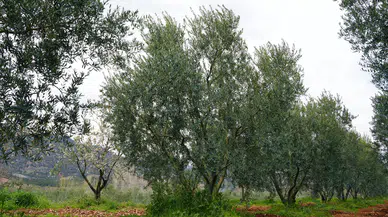 Ödüllü Dorlion Zeytinyağında Erken Hasat Tamamlandı