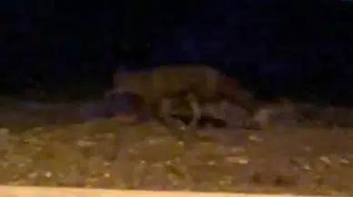 Eskişehir Sokaklarında Gece Sürprizi: Tilki Kamerada