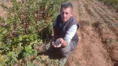 Eskişehir’de “Süper Meyve” Aronyaya İlgi Artıyor