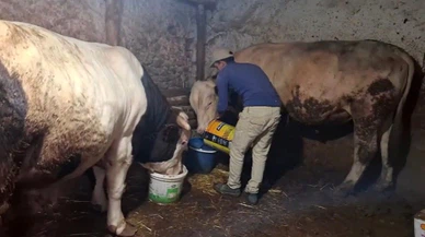 Eskişehir’deki dev danalar Guinness’e aday