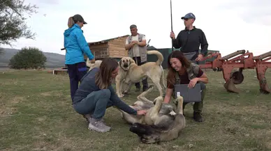 İtalyan Uzmanlar Türk Çoban Köpeklerini İnceledi