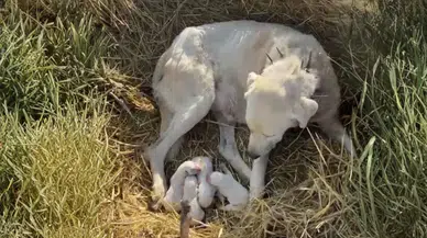 Merada Beklenmedik An! Akbaş 4 Yavru Dünyaya Getirdi