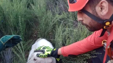 Kuyuya düşen köpeği AKUT ekipleri kurtardı