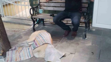 Taksi Durağı Çalışanı Sakat Köpeğe Yardımcı Oluyor