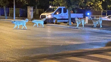 Sürü Halinde Gezen Köpekler Vatandaşları Korkutuyor