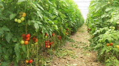 Eskişehir'de Bitkilerde Hastalık ve Zararlılarla Mücadele Devam Ediyor