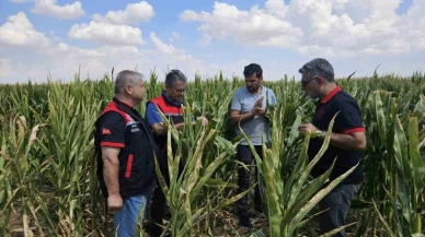 Eskişehir'de Tohumluk Üretiminde Dev Artış