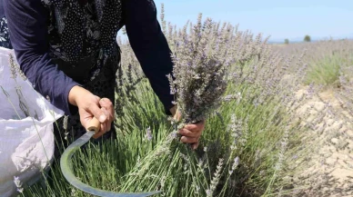 Eskişehir’de Lavanta Hasadı Başladı