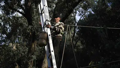 Artvin'de Butko zeytini için yeni sezon fiyatları belli oldu: Rekoltede büyük artış bekleniyor