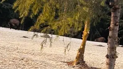 Büyükçekmece'de domuz sürüsü yerleşim alanlarına kadar indi