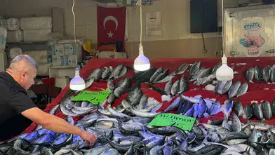 Sinop Türkeli'de palamut bolluğu fiyatları 75 liraya çekti