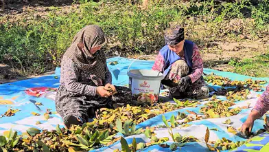 Sındırgı'da ceviz bereketi: Yüksek rekolte üreticinin yüzünü güldürdü