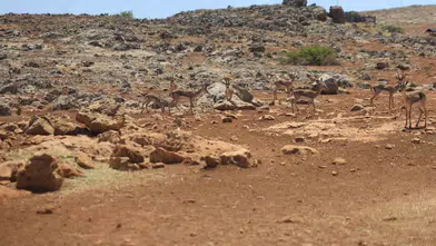 Dağ ceylanlarının yuvasına izinsiz müdahale eden şahsa ağır fatura