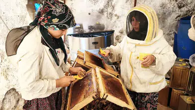 Muğla'da çam balı üreticileri sahte ürünlerin piyasayı bozmasından dertli