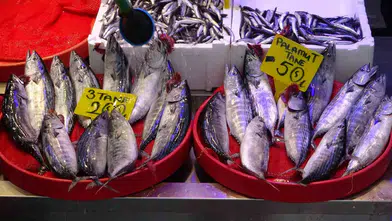 Karadeniz'de palamut bereketi: 12 tonluk avla son 25 yılın rekoru kırıldı