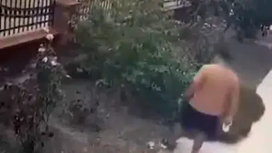 İzmir'de köpeğini gezdiren şahıstan yavrulu kediye vahşi saldırı