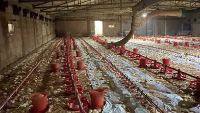 Göynük'te büyük kayıp: Kümes yangınında 24 bin civciv hayatını kaybetti