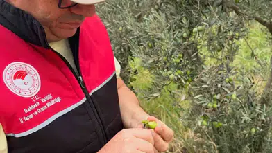 Burhaniye'de zeytin hasadı öncesi kritik sinek takibi: Haftada iki kez denetim