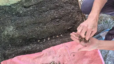Pazarlar’da salep üretimi mercek altında: Sofular köyünde teknik denetim