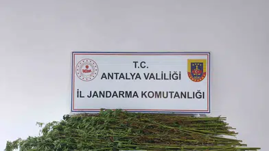 Serik'te jandarma operasyonu: Ev ve arazide kenevir baskını