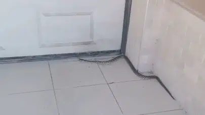 Sümer Mahallesi’nde yılan paniği: Mahalle sakinleri tedirgin