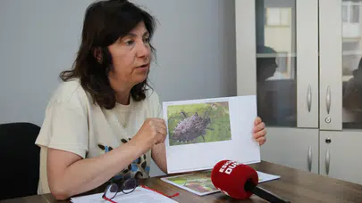 Eskişehir'de kahverengi kokarca tarımı vurdu