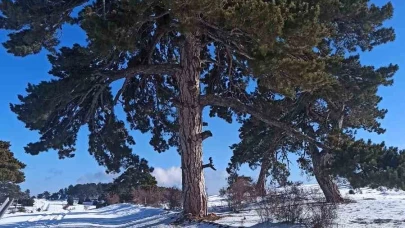 Kırka Mahallesi Kar Yağışı Sonrası Kartpostallık Manzaralarla Donandı