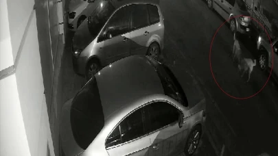 Eskişehir'de Sokak Köpekleri Kediyi Parçaladı!
