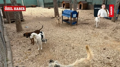 Odunpazarı Belediyesi'nden Sokak Hayvanları İçin Yoğun Mesai