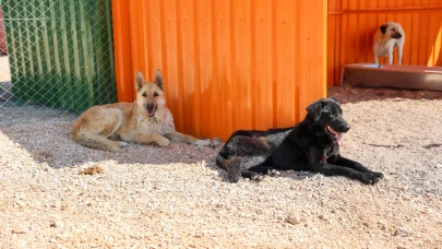 Büyükşehirden Can Dostlar İçin Dayanışma Çağrısı