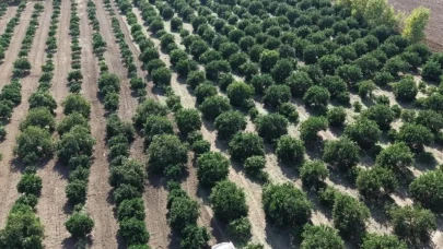 Dalında 8 TL, Rafında 70 TL!