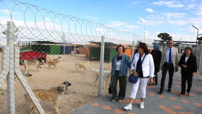Kent Konseyi’nden Patili Dostlara 1 Ton Mama Desteği