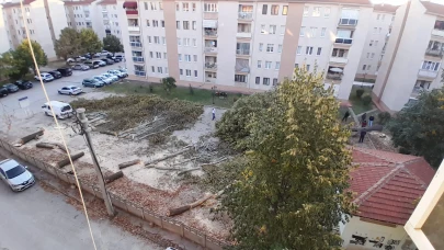 Yarım Asırlık Ağaçları Budamak Yerine Kökünden Kestiler!