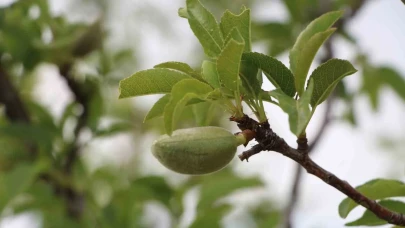 Eskişehir’de zirai dondan zarar gören çiftçilere milyonluk destek