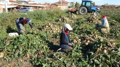 Kütahya Tarlalarında Tatlı Telaş: Pancar Hasadı Başladı