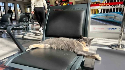 Sevimli Patili Misafir, Tren Garı Koltuğunda Güneş Keyfi Yaptı