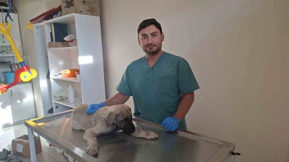 Kütahya’da Yaralanan Sokak Köpeğine Belediye Sahip Çıktı