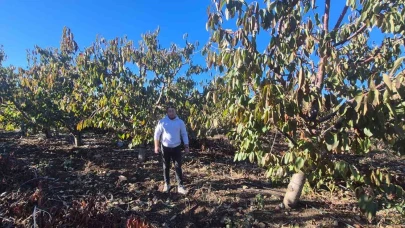 Zirai don desteği alan kiraz üreticisi devlete teşekkür etti