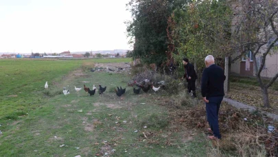 Mahalleli tavuklarını köpeklerden korumak için çobanlık yapıyor