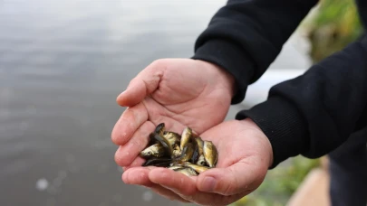 Eskişehir’de Porsuk Çayı’na 5 Bin Sazan Salındı